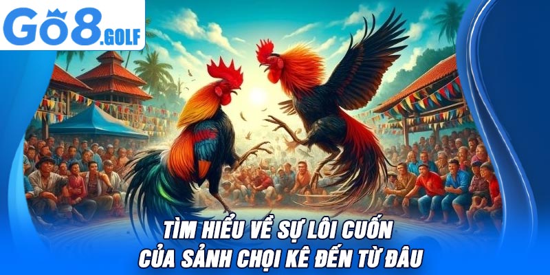 Tìm Hiểu Về Sự Lôi Cuốn Của Sảnh Chọi Kê Đến Từ Đâu